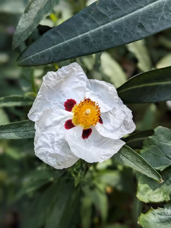 Greenwich, June 2023, Edited