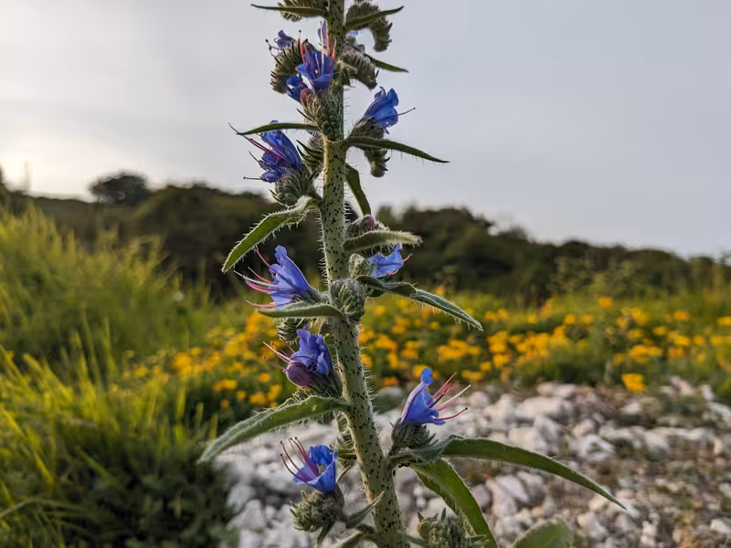 White Cliffs of Dover, England, June 2023