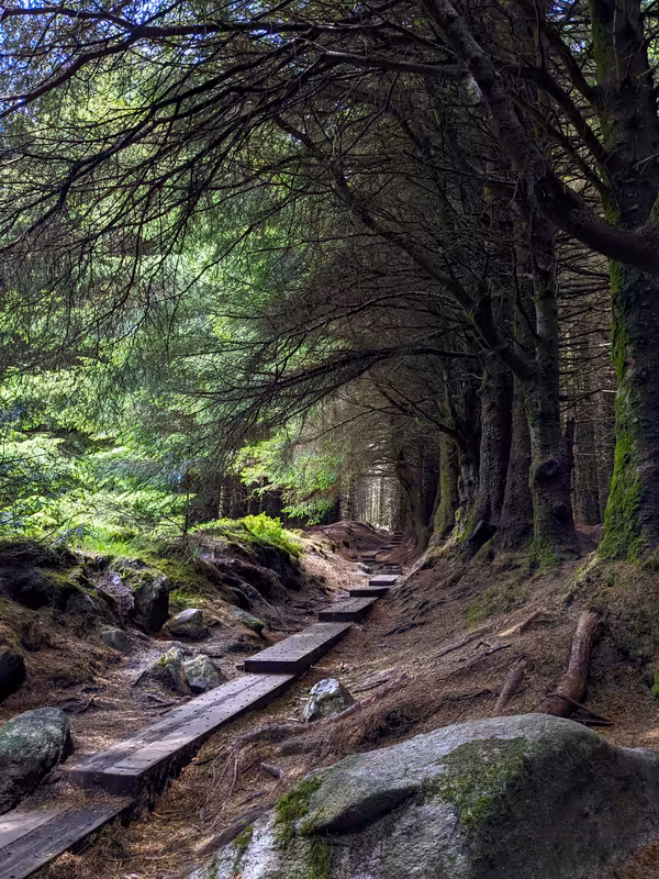 Ballinastoe Woods, Ireland, June 2024, Edited