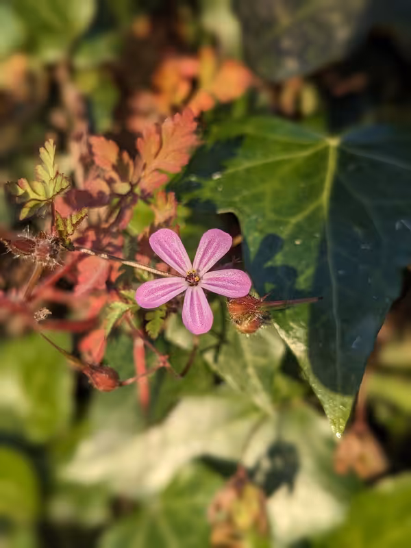 The Burren, Ireland, June 2024