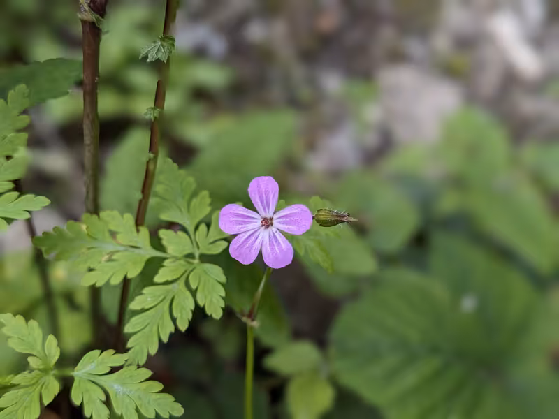 Fowley's Falls, Ireland, June 2024