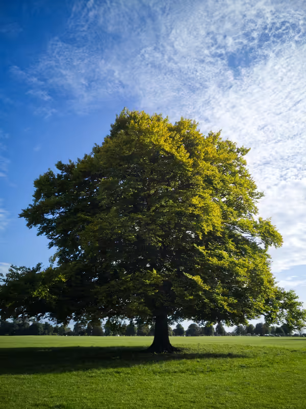 Durdham Downs, Bristol, September 2024, Edited
