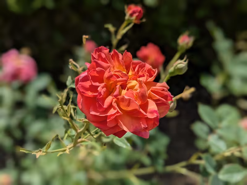 Oxford Botanic Garden, Oxford, June 2025