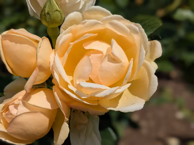 Oxford Botanic Garden, Oxford, June 2025