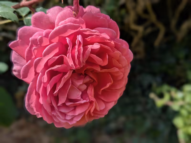 Oxford Botanic Garden, Oxford, June 2025