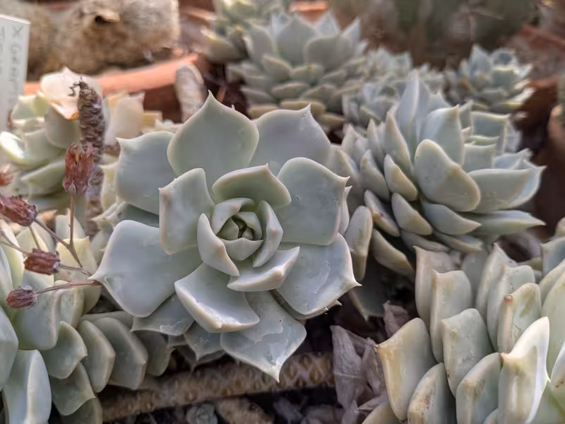 University of Bristol Botanic Garden, Bristol, August 2025