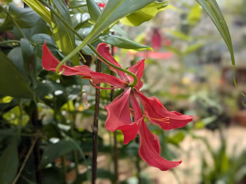 University of Bristol Botanic Garden, Bristol, August 2025