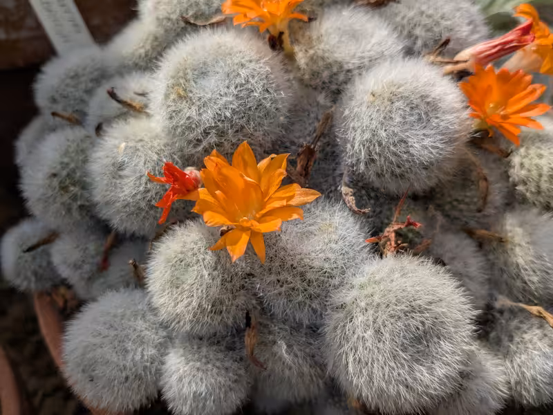 University of Bristol Botanic Garden, Bristol, August 2025