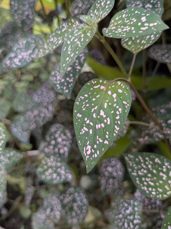 University of Bristol Botanic Garden, Bristol, August 2025