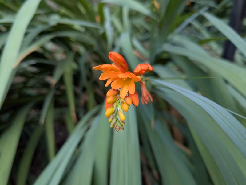 University of Bristol Botanic Garden, Bristol, August 2025